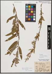 Foto von Salix triandra subsp. amygdalina (L.) Schübl. & G. Martens